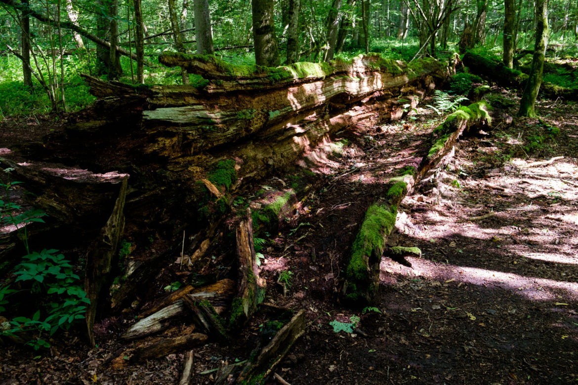 Dąb Jagiełły to martwe drewno, które w ciągu kilkudziesięciu lat zostało rozłożone przez mieszkańców Puszczy
