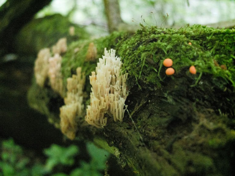 Mchy i grzyby, które porastają martwe drewno mogą wyglądać naprawdę pięknie