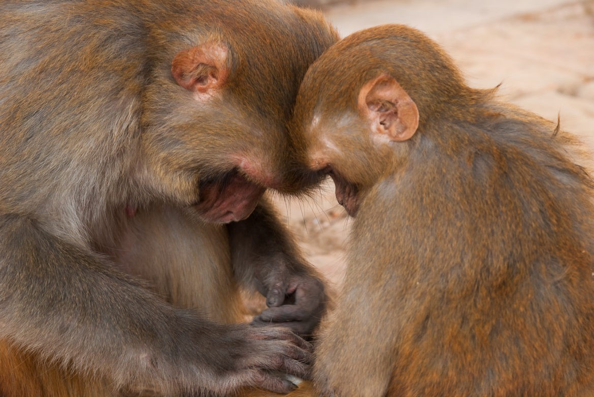 Małpy podczas czynności higienicznych w Świątyni Małp