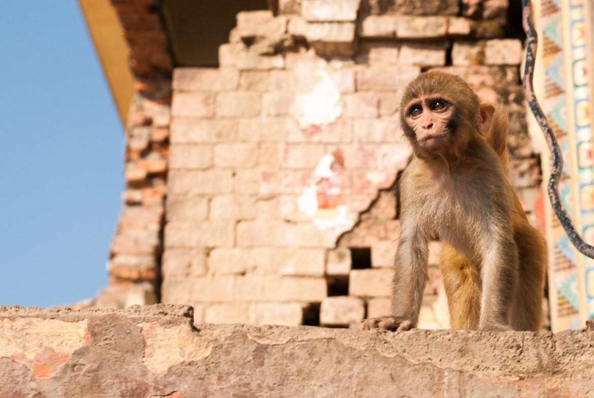 Lepiej psocić czy jeść?
