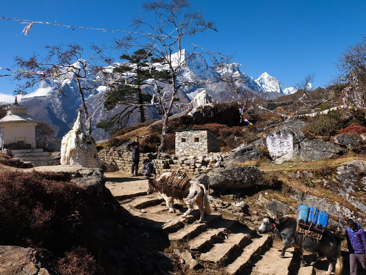 Zwierzęta mają spory udział w transporcie zaopatrzenia