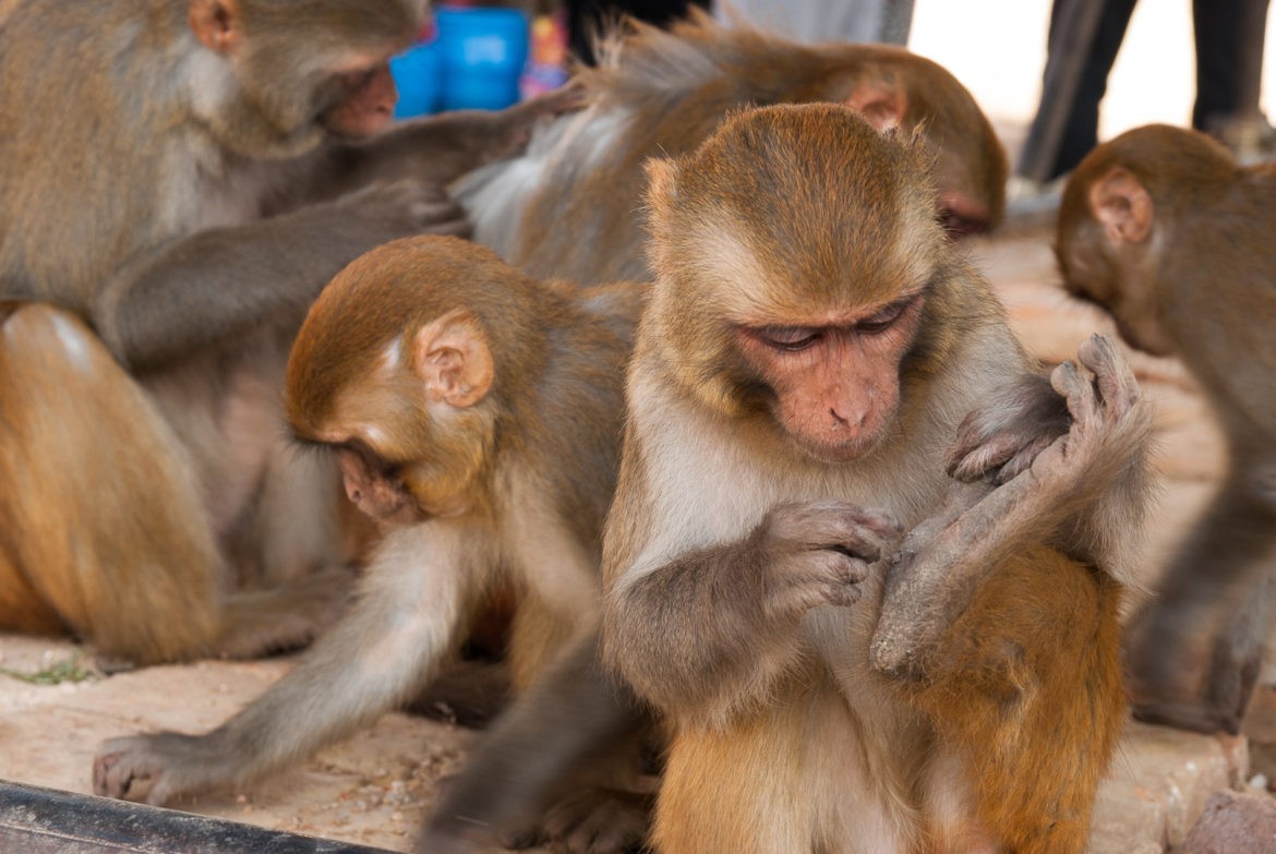 Główna atrakcja w Świątyni Małp