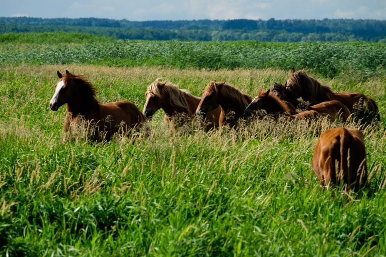 Konie w Narwiańskim Parku Narodowym