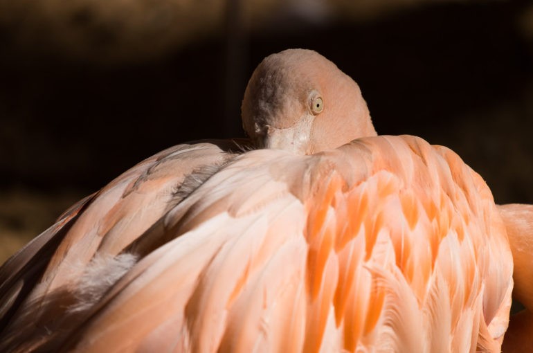 Dzień dobry! Zdjęcie śpiącego flaminga.