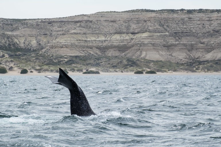 Młody wieloryb macha ogonem