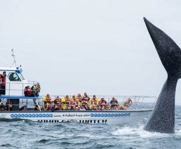 Wieloryb prezentuje swoją potężną sylwetkę
