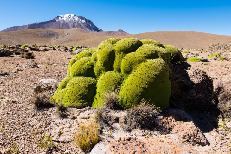 Na zielonej granicy Boliwia Chile jest taka flora. Gatunek ma tysiące lat. 