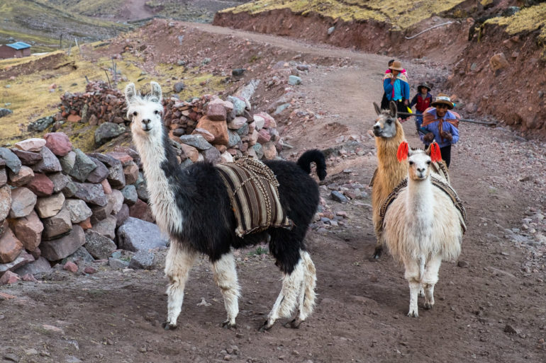 Transport prywatny w Peru, lamy nie dźwigają tyle co muły, ale też są silne