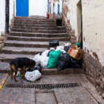 Śmieci są pozostawiane w umówionych miejscach w rogach ulic. Niestety psy są przy nich pierwsze