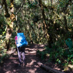 Wędrówka przez wysoką dżunglę