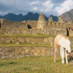 Lama na terenie Machu Picchu