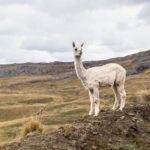 Dostojna ostrzyżona alpaka