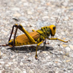 Niemałych rozmiarów konik