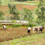 Strome zbocza umożliwiają oranie pól jedynie wołami