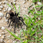 Jeden z pierwszych włochatych przyjaciół, Pan Ptasznik