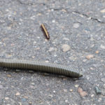 Nasze zoo. Większy wymusił pierwszeństwo