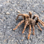 Kolejny włochaty kolega