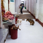 Psy cierpliwie czekają na jakiś kawałek