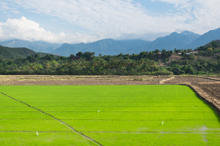 Zielone pola ryżowe na północy Peru