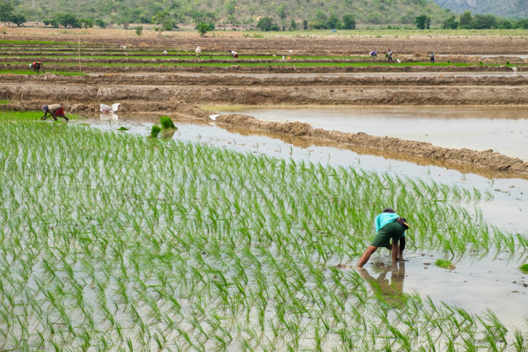 Praca na polu ryżowym