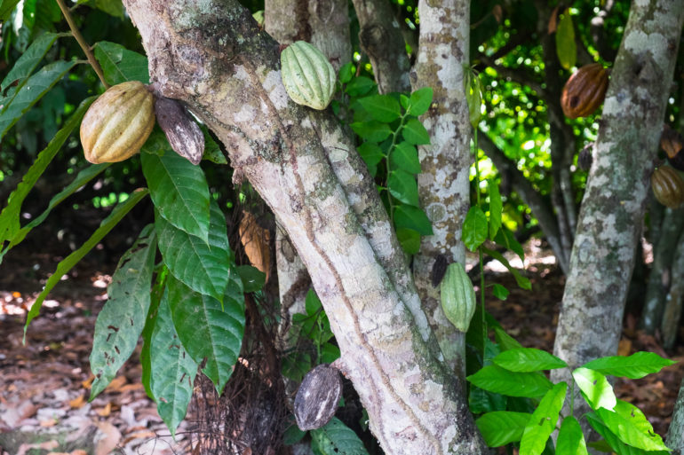 Kakaowiec w Peru