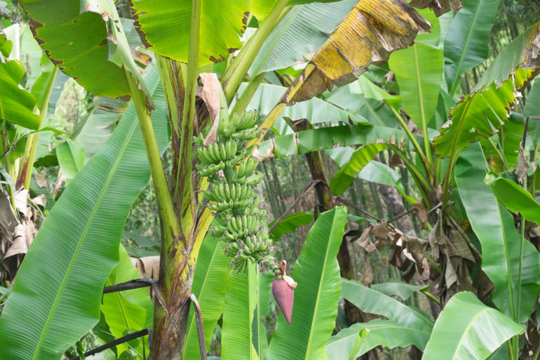 Kwitnący bananowiec