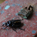 W deszczowej pogodzie wszystko rośnie duże