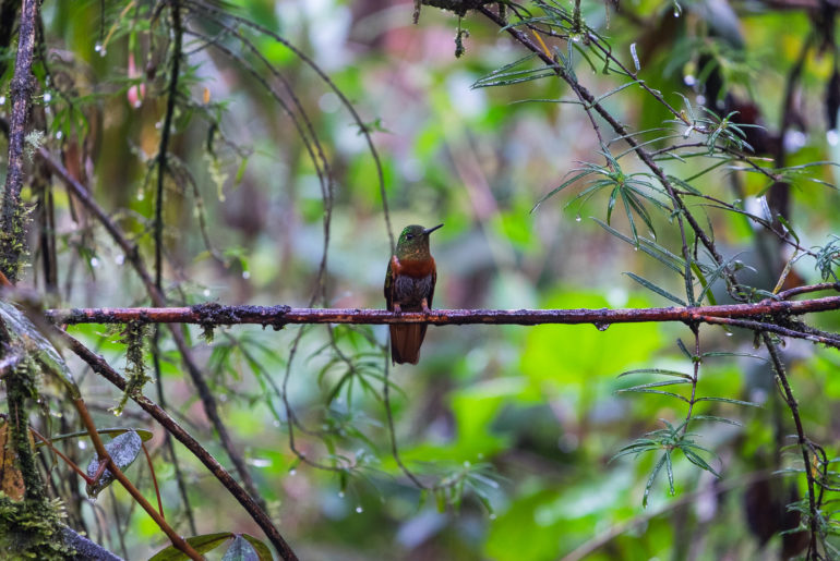 Koliber w rezerwacie Tapichalca niedaleko Valladolid
