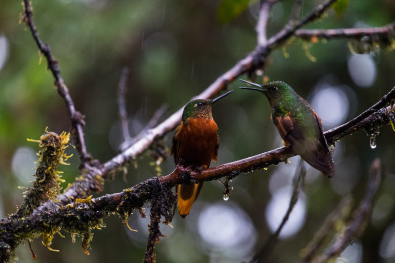 Kłótnia kolibrów w rezerwacie Tablachaca