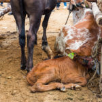 Młode mają zasłonięte pyski, żeby za dużo nie piły w trakcie kiermaszu bydła