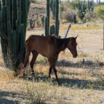 Nieszczęśnik nie ma na pustyni szans :(