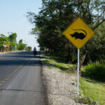 Uwaga, ssak z podniesionym ogonem