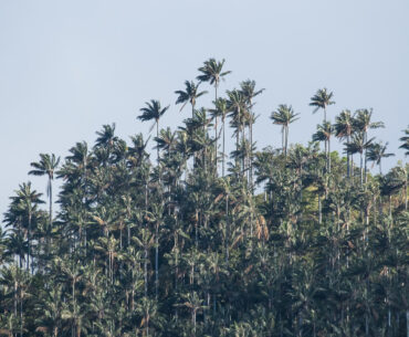 Palmy w oklicy miejscowości Salento